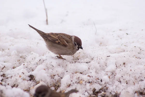 Bruant (Passer domesticus) et alimentation des oiseaux . — Photo