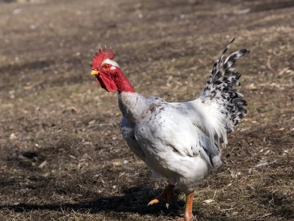 Bald-necked kuk — Stockfoto