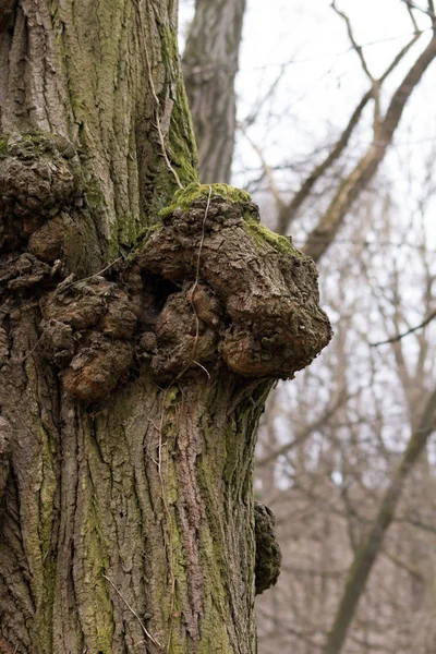 The tumorous trees. — Stock Photo, Image