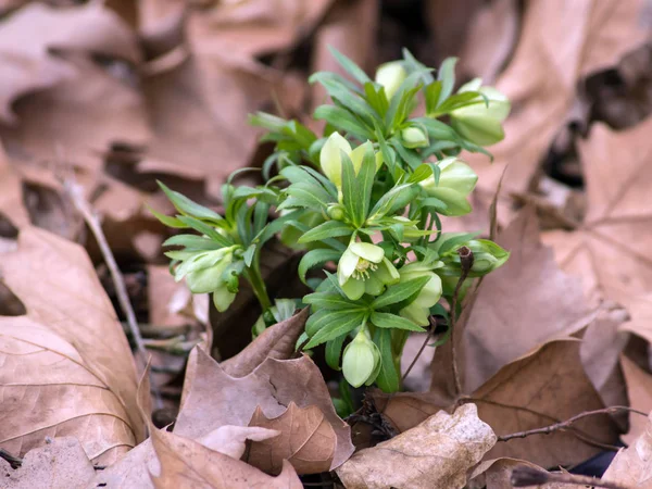 Hellebore (Helleborus abruzzicus) ). — Photo