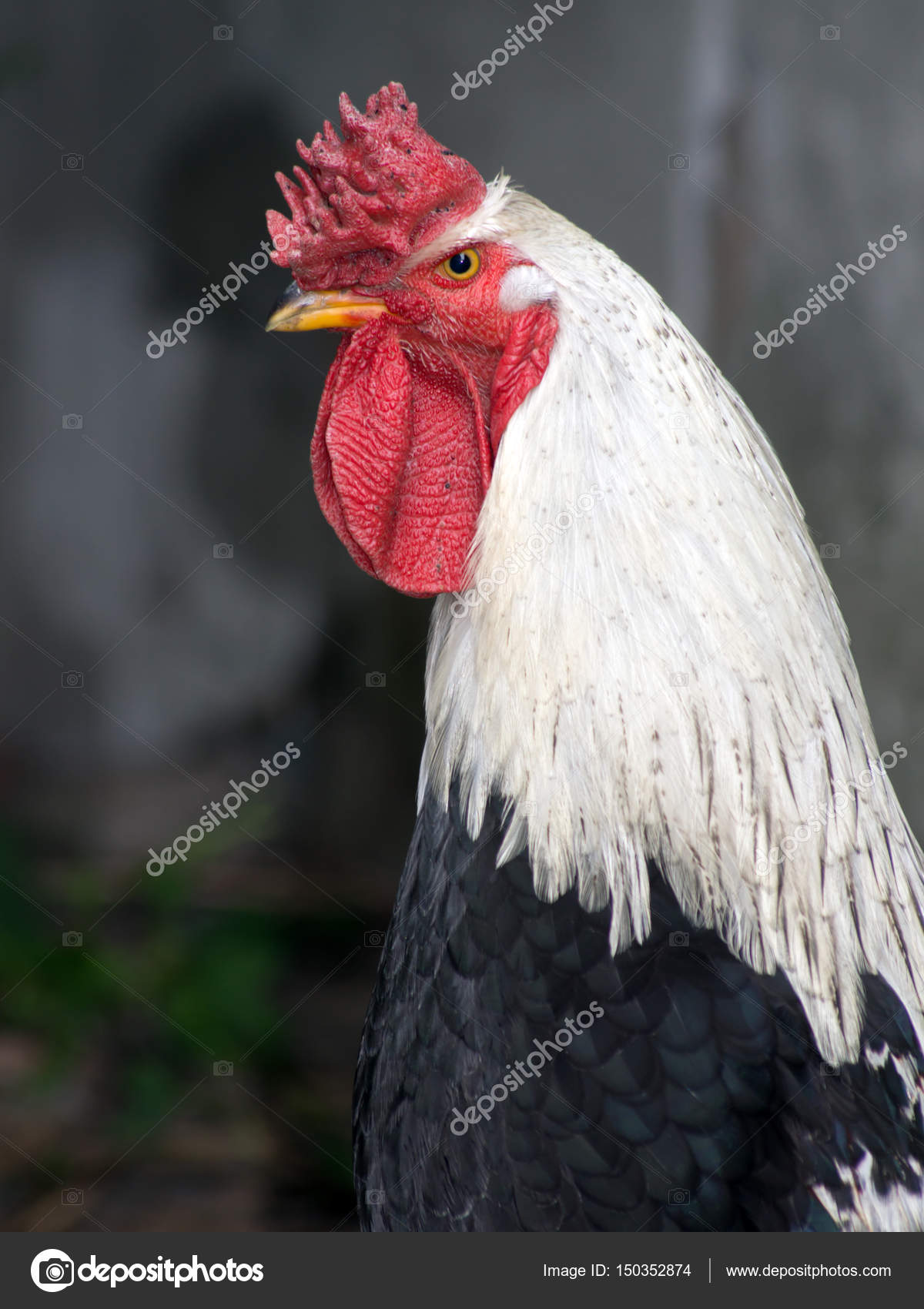 Velký bílý kohout obrázek