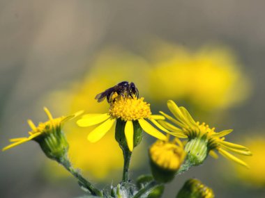 Margaret çiçek (Argyranthemum frutescens fırçalayın)