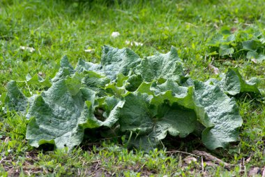 Acanthoides otu L. - yol kenarı thistle