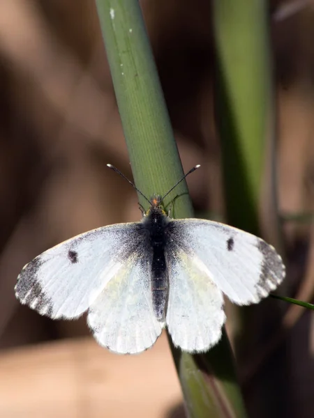 Anthocharis cardaminas (Anthocharis cardaminas ) — Fotografia de Stock