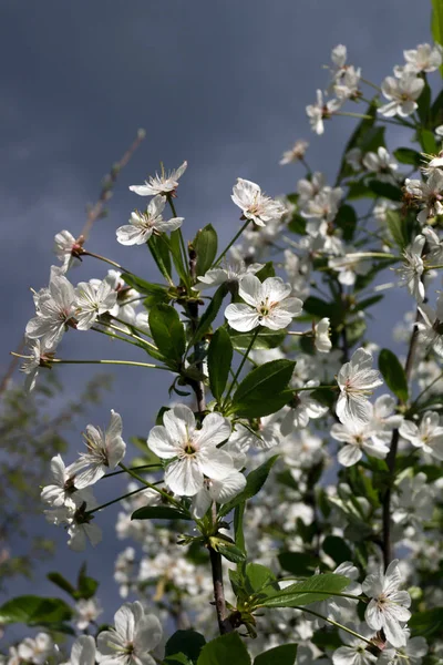 Manzano capullos de flores — Foto de Stock