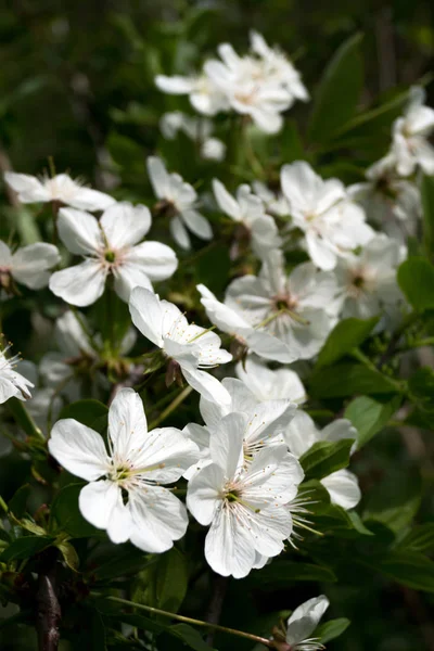 Apple tree flower buds — Stock Photo, Image