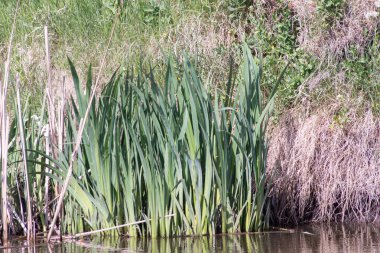 Kuyrugu topuz (Typha latifolia)