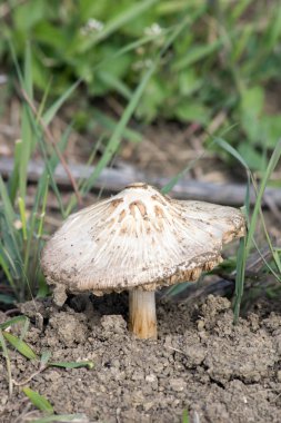 Bagajı yanındaki mantar.