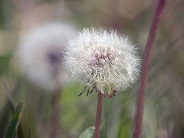 Dandelion (karahindiba officinale)