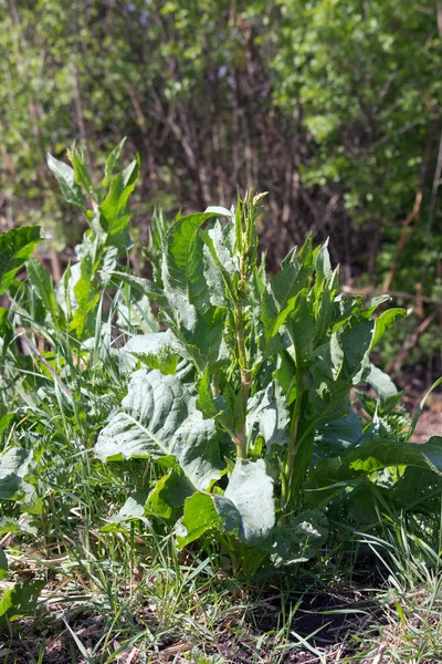 Луговий док ( Rumex tightusifolius L .) — стокове фото