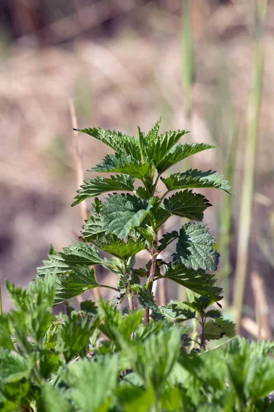 Large nettle (Urtica dioica) — Stock Photo, Image