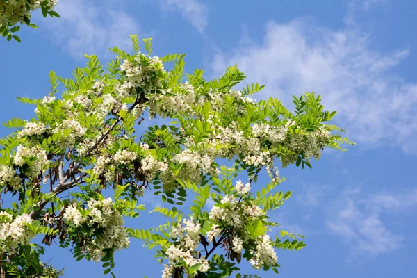 I fiori di acacia — Foto Stock