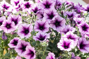 Kan eriği (Prunus cerasifera)