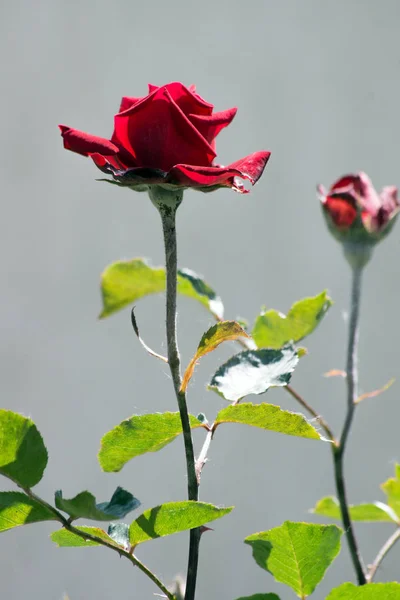 Red rose in the rain — Stock Photo, Image