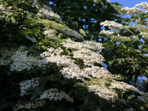 Dentelle de la Reine Anne (Daucus carota ) — Photo