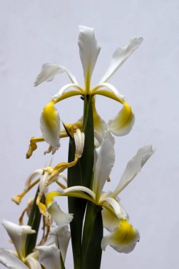 Örtülü Iris (Iris Spurio)