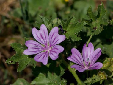 Malva neglecta (Malva neglecta).