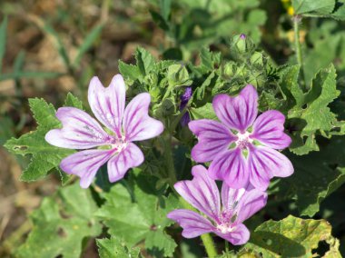 Malva neglecta (Malva neglecta).