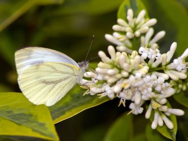 Tecavüz kelebek (Pieris napi)