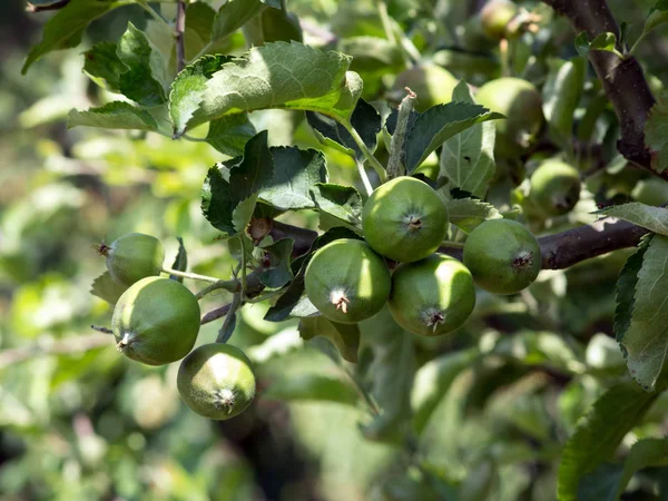 Apple ovoce — Stock fotografie