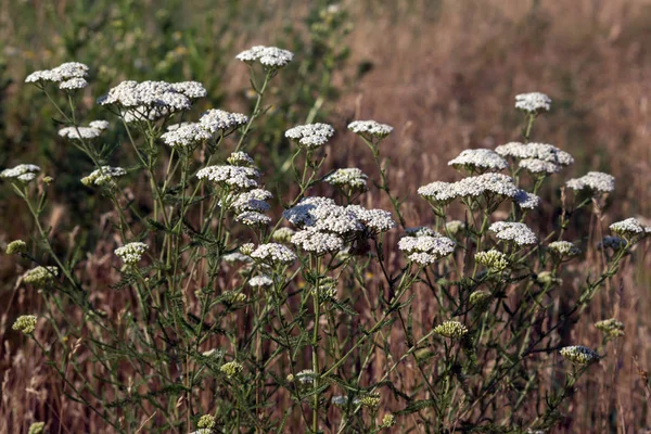 Krwawnik pospolity (Achillea collina) — Zdjęcie stockowe