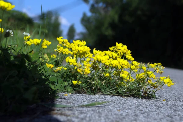 Lago di fiori giallo — Foto Stock