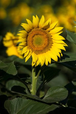 Ayçiçeği (Helianthus annuus) önemli bir üründür.