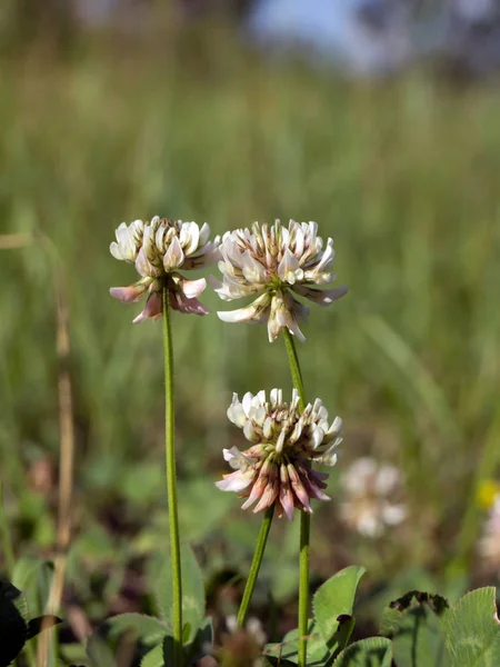 Peau rouge (Trifolium pratense) ). — Photo