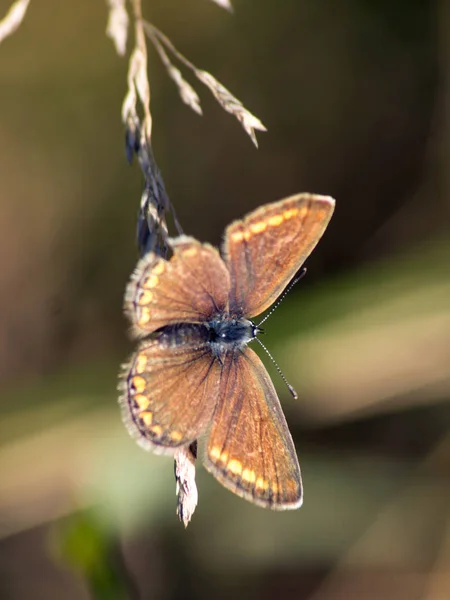 Grande capitão (Ochlodes sylvanus ) — Fotografia de Stock