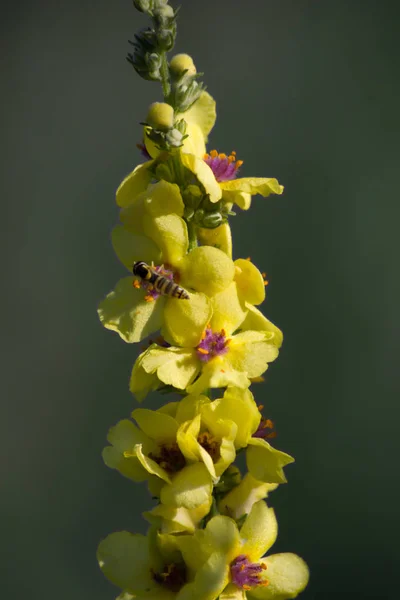 Mullein (Verbascum. blattaria)) — 图库照片