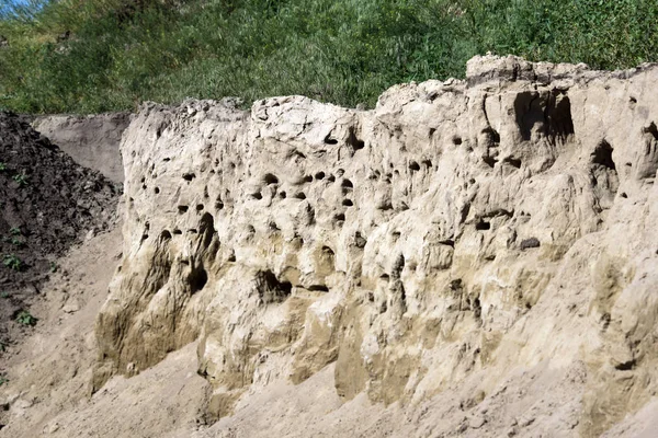 Sand Martin (Riparia riparia)) — Stockfoto