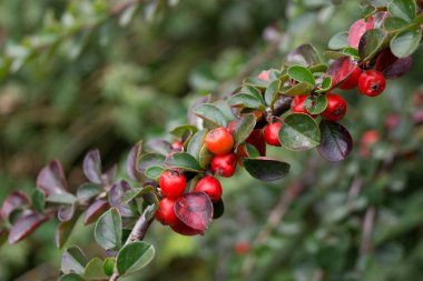Ateş dikeni (ateş dikeni coccinea) park süsleme verimleri.