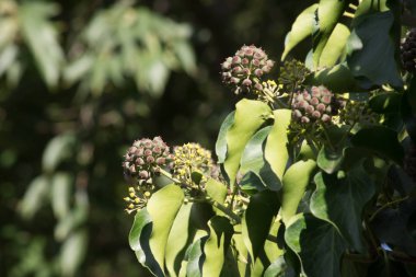 Ağaçlarda ortak Ivy (hedera helix)
