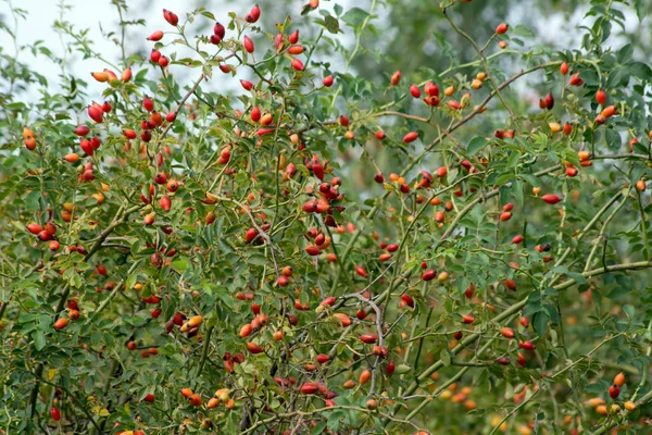 Wildrose (rosa canina) Beere — Stockfoto