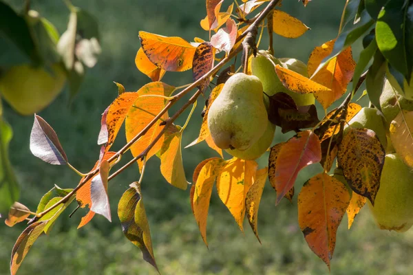 Pere sull'albero — Foto Stock