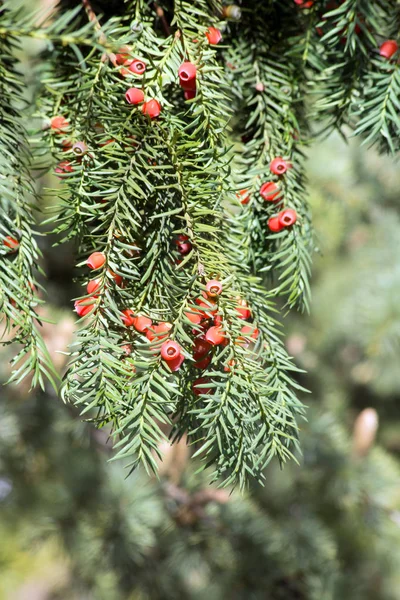 Teixo (Taxus baccata ) — Fotografia de Stock