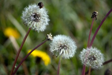 Bahçede karahindiba veya hamur köftesi (Taraxacum officinale). 