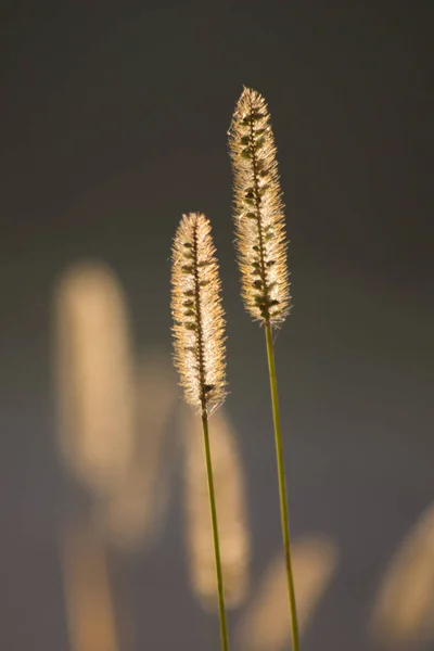 Herbe Timothy Phleum Pratensis Dans Les Champs Mauvaises Herbes — Photo