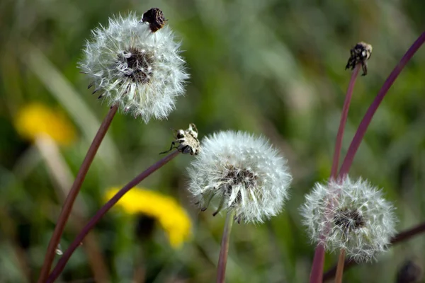 Diente León Dumpling Taraxacum Officinale Jardín — Foto de Stock