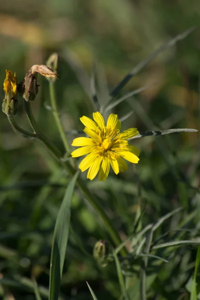 Ranunculus Acris Ranunculus Acris Prati Fioriti Nelle Zone Umide — Foto Stock