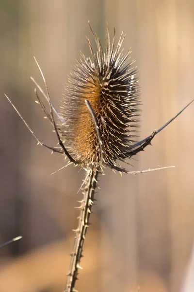 Dipsacus Laciniatus Straßengräben Brachliegende Pflanzen — Stockfoto