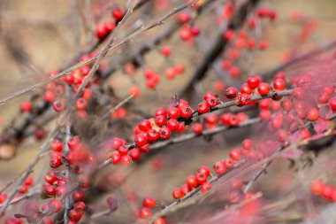 Ateş dikeni (ateş dikeni coccinea) park süsleme verimleri.