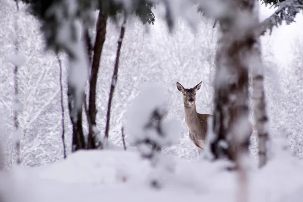 Winter Snowy Deer Trees Dense Snowfall — Stock Photo, Image