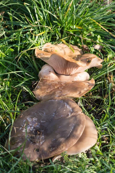 Vit Svamp Vit Svamp Svampar Färska Naturliga — Stockfoto