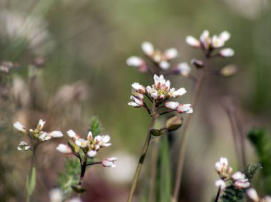 Shepherd'ın çantası (Capsella bursa-pastoris), ot alanları.