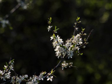 İlk yabani Erik bahar çiçek tomurcukları.