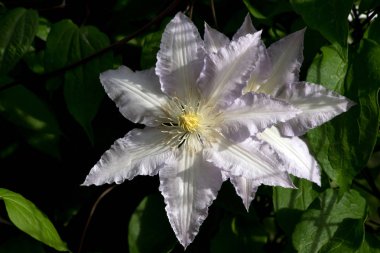 Bahçe ceviz (clematis x jackmanii) Bahçe bitkiler tırmanma.