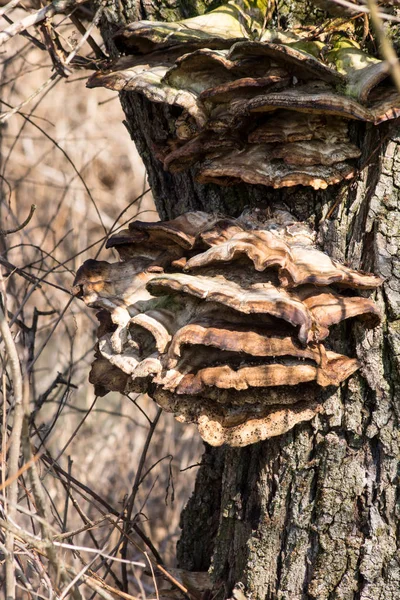 Mushrooms Woods Tree Trunk — Stock Photo, Image