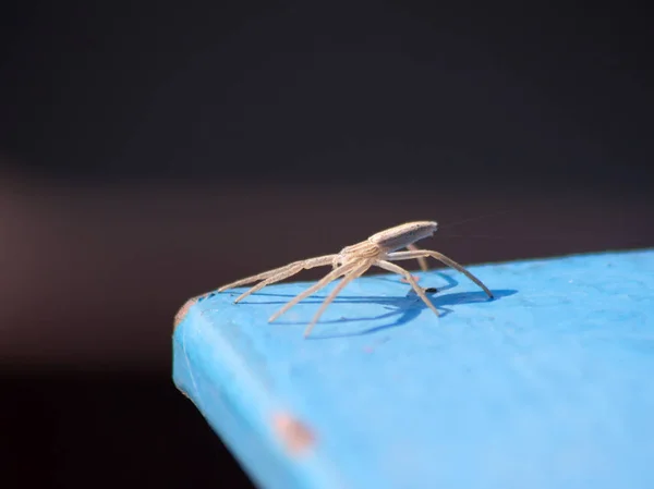 Aranha Moída Ozyptila Praticola Sol Outono — Fotografia de Stock