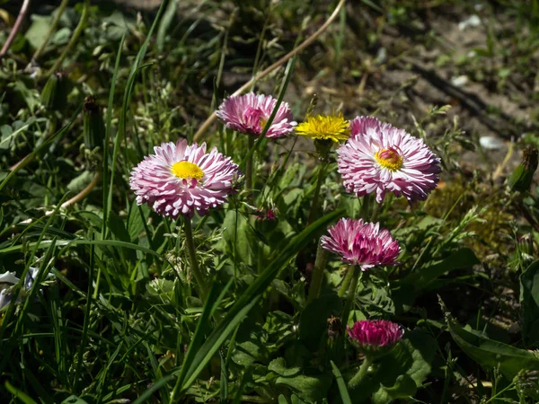 Margherita Bellis Perascar Fiore Nel Parco Primaverile — Foto Stock